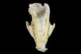 Fossil Oreodont (Merycoidodon) Skull - Wyoming #134358-2